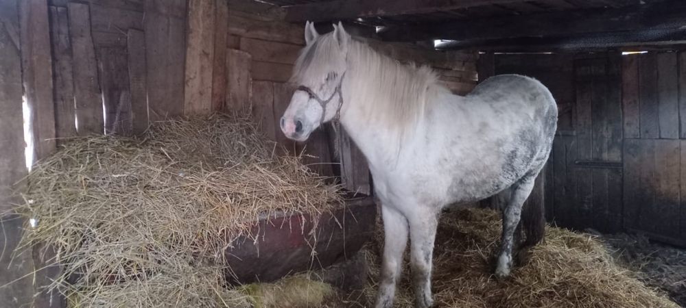 Айғыр сатылады