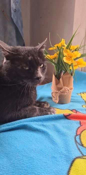 Pisica SILVIA spre adopție, pisicia deosebita