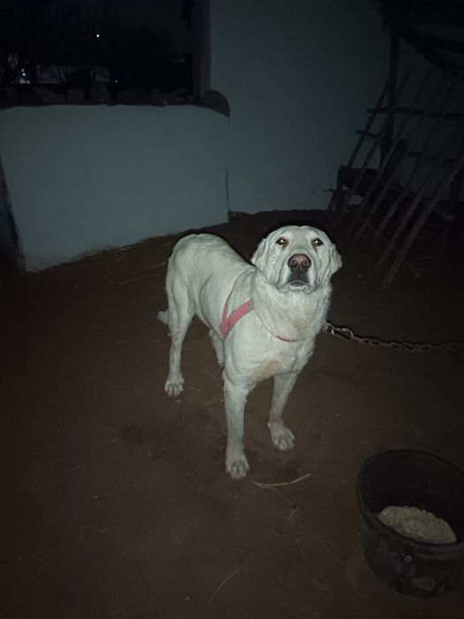 Туркменский алабай