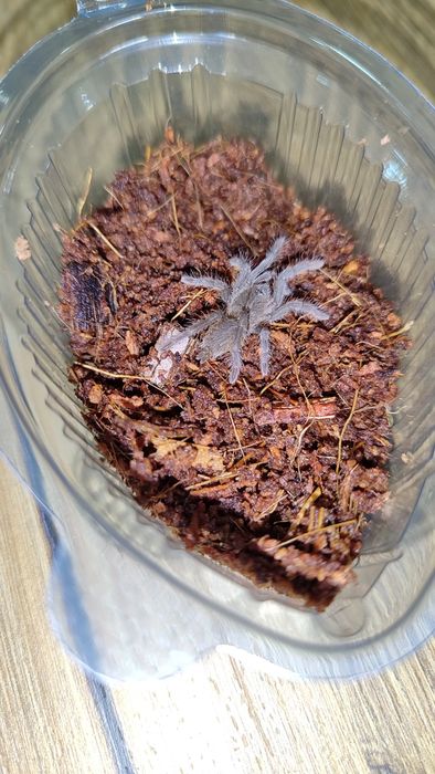 Тарантули - Всякакви видове и размери