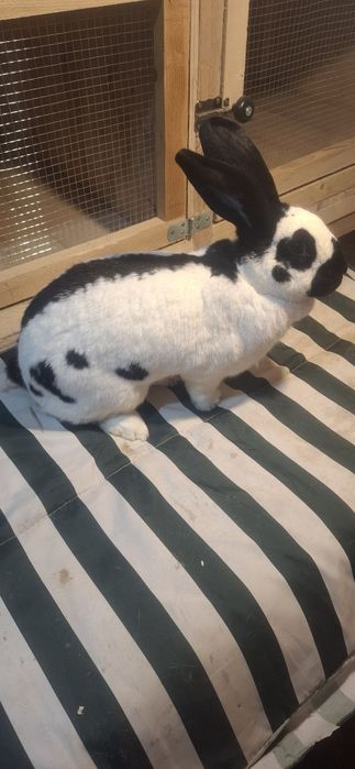 Iepurita Matura Fluture German Pestrit