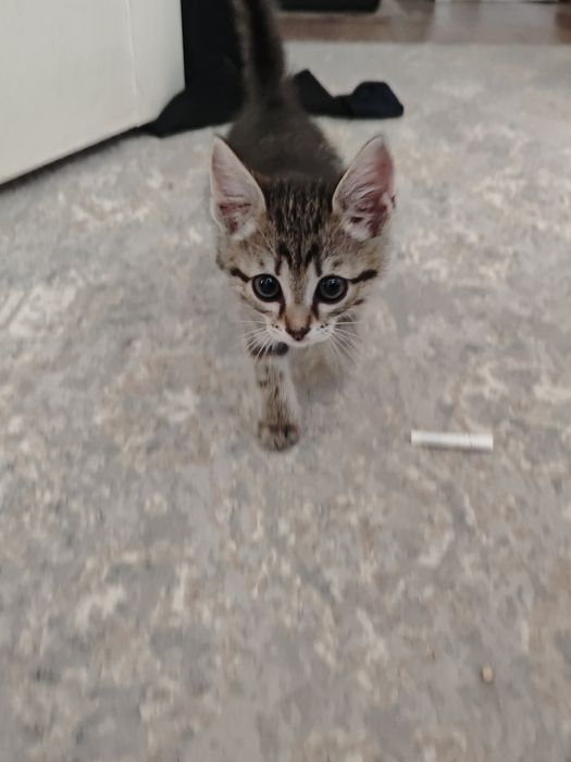 Котенок  домашний