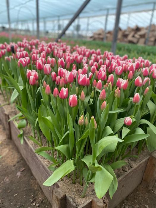 Оптом Тюльпаны!!