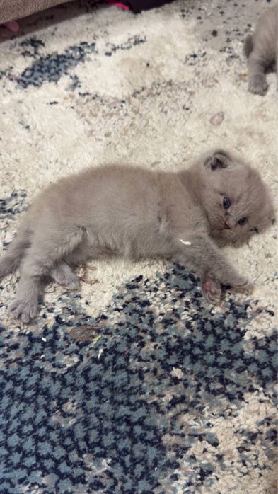 Кошки лиловые 1,5 месяца.