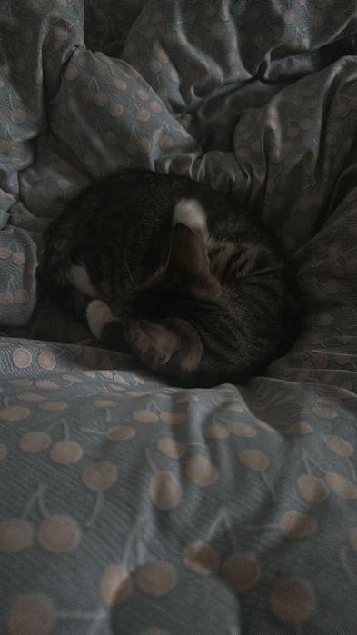 Котенок 5месяца ищет дом