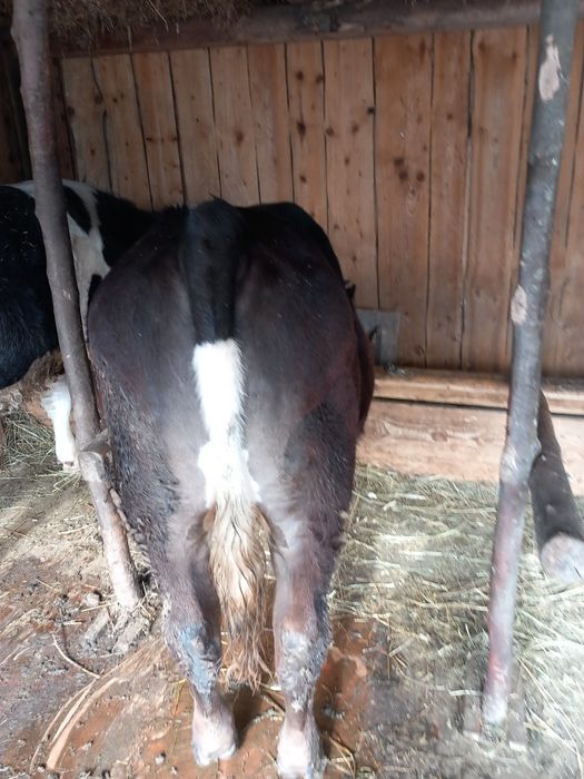 Vând vitel de carne