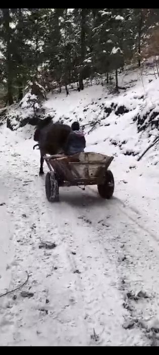 Vând Iapa 3 ani ,foarte cuminte