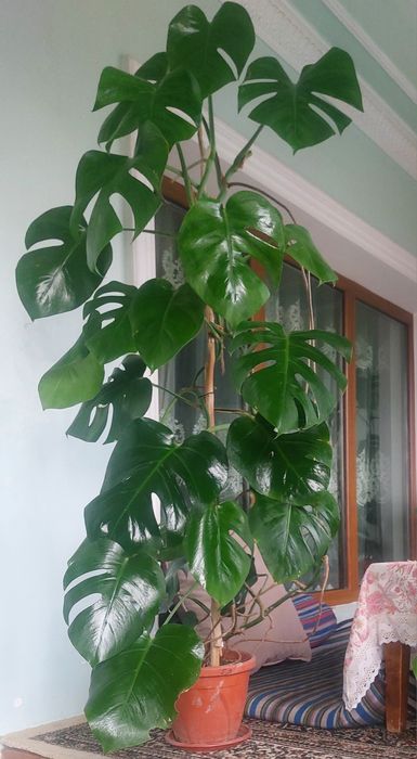 Большая,  высокая Монстерa 1.82см