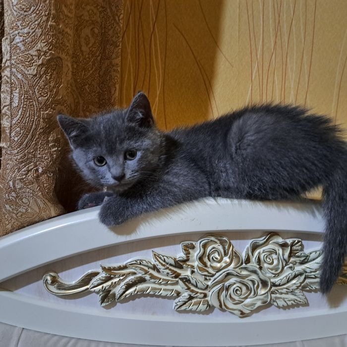 Котята 2 месяца мама страйт