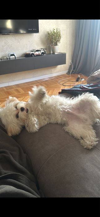 Мальтийская болонка