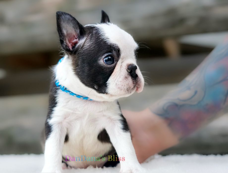 Boston Terrier cu pedigree - baietel