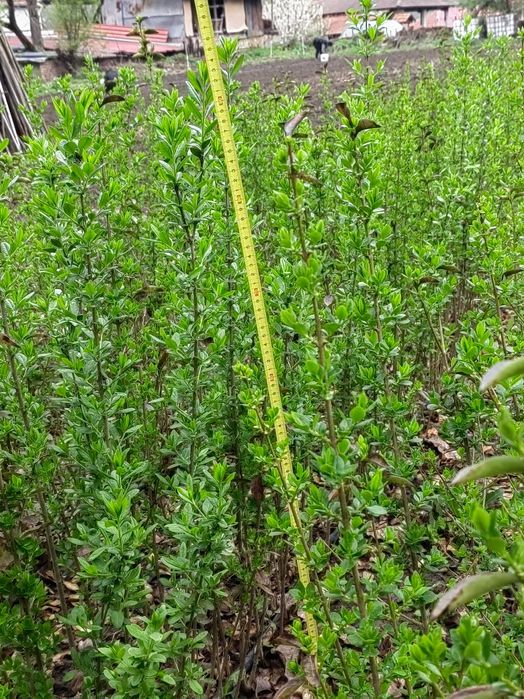 лигуструм на гол корен.височина 80-100 см.