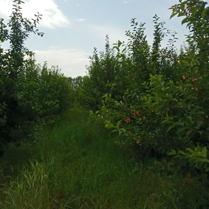 ШПАНКА ШПОНКА Кучатларимиз бор сортига падвойига кафолат берамиз