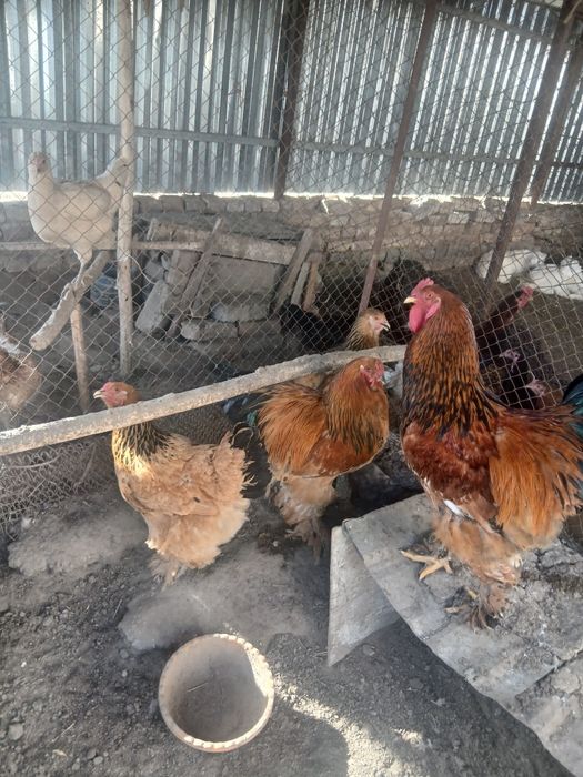 Brama limonni tuxumi sotiladi