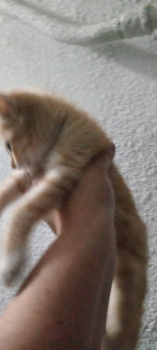 Отдам котенка рыжего