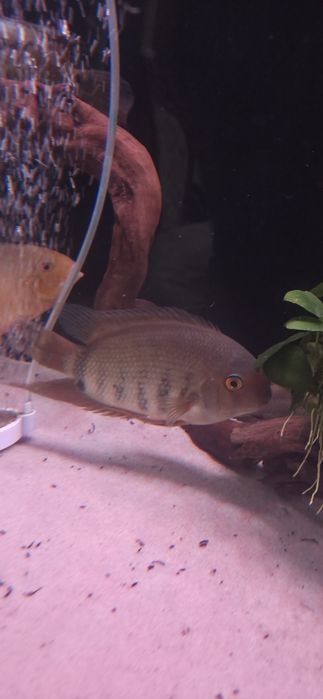 Продам цихлиду северум