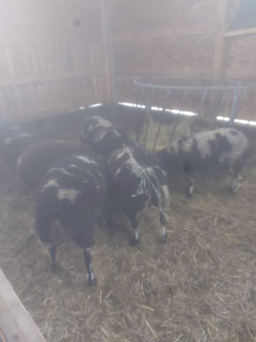 Oi gestante,mielute patat olandez