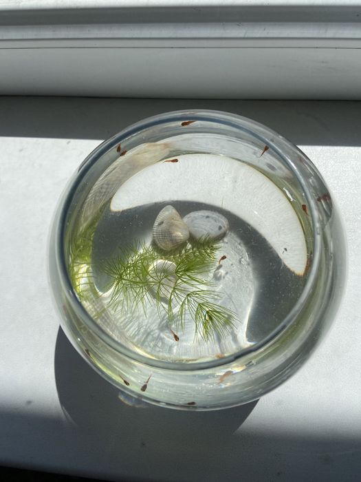 рыбки аквариумные мальки меченосцы