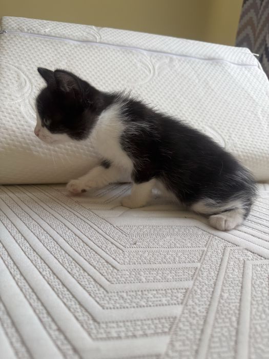Отдам котят в хорошие руки, все девочки
