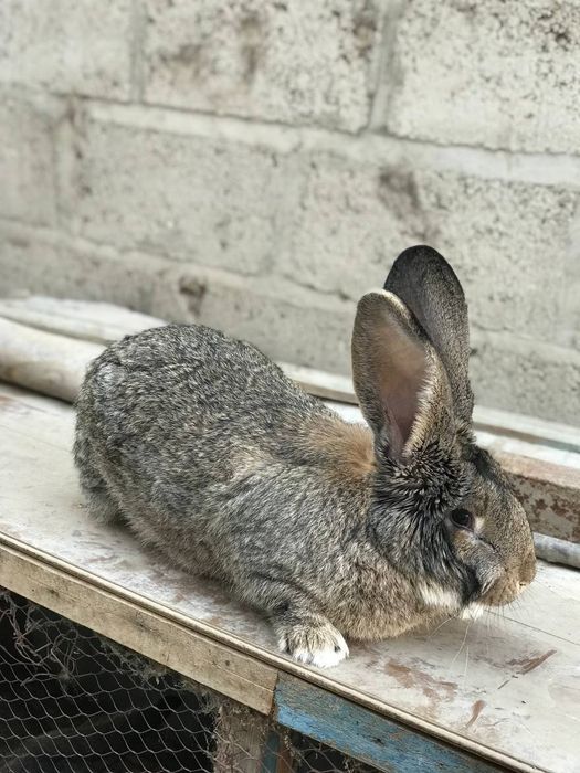 Куйон сотилади...