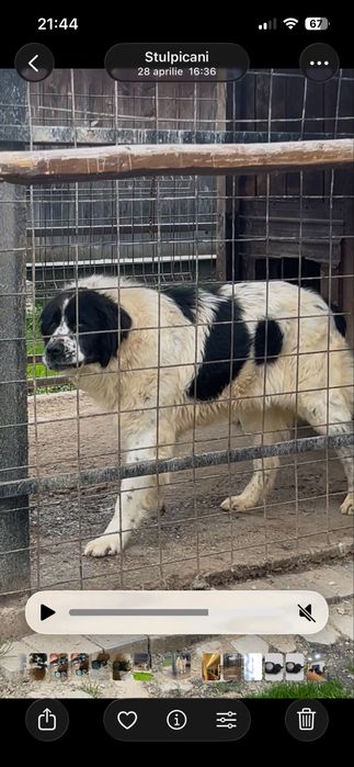 Femela ciobanesc de bucovina /caini