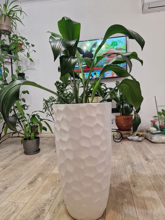 Срочно продам Эухарис