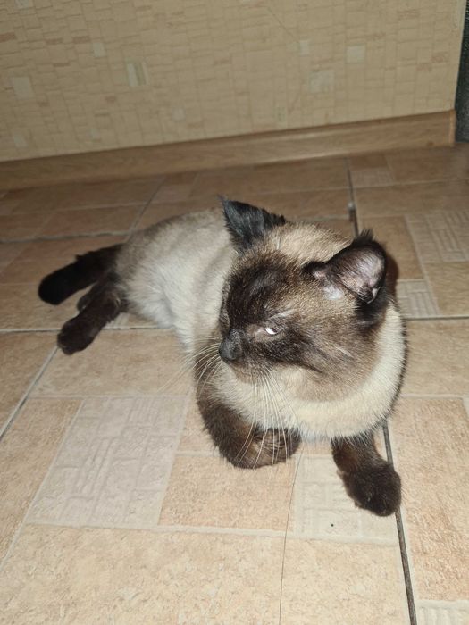 Блю поинт кот, отдам в хорошие руки