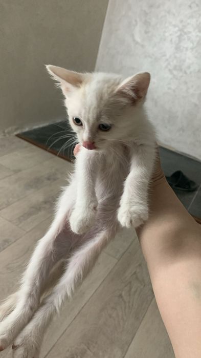 Котята маленькие