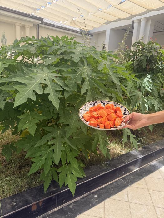 Папая кучатлари