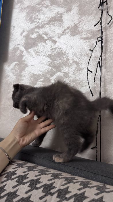 Шотлански И Британец котят