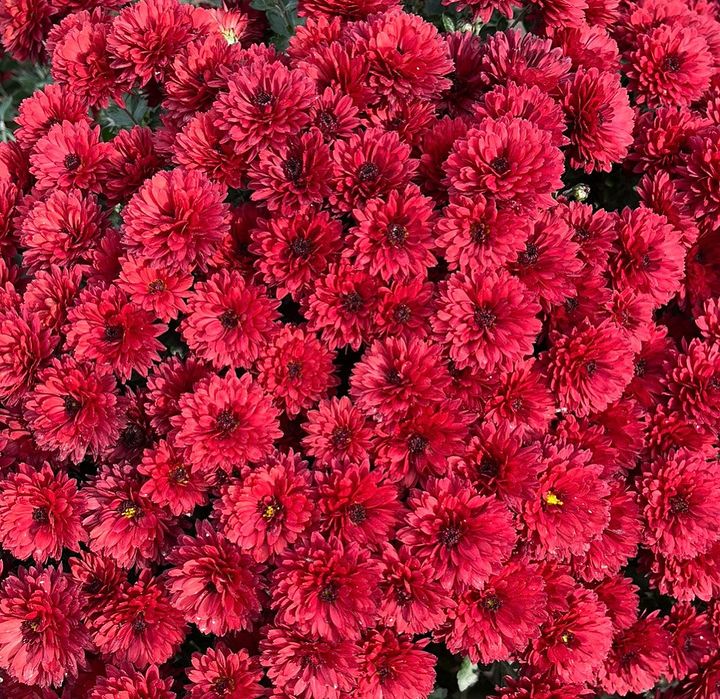 Хризантемы уличные растения