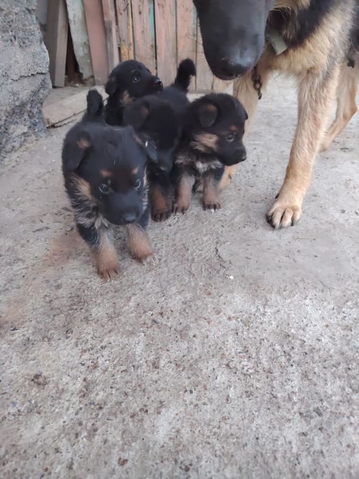 Продам щенков немецких овчарок