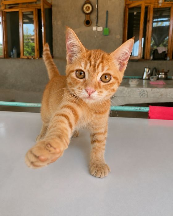 Malla mushukcha, erkak, 5 oylik — mehribon oila izlaydi, Рыжий котёнок