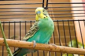 Волнистые попугай