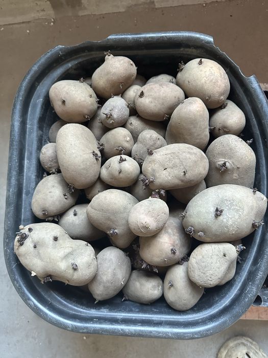 Продам семенной картофель