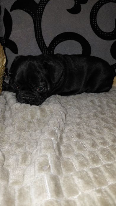 Френски булдог-булдочета