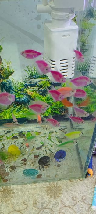 Akvarium va baliqlar sotiladi. +Filtr