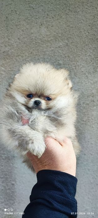 Померани момче и момиче