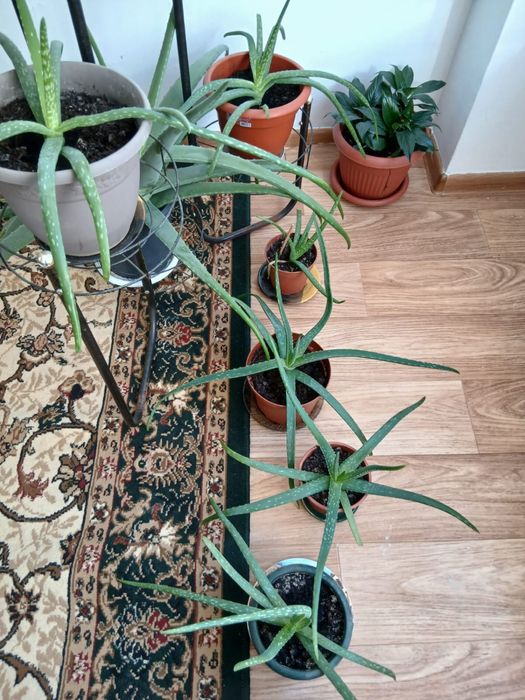 Алоэ вера многолетнее