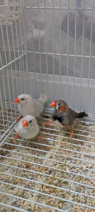 Зебровые амадины 3 шт