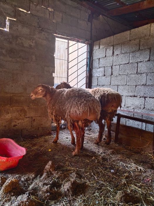 Кошкар сатыладыы