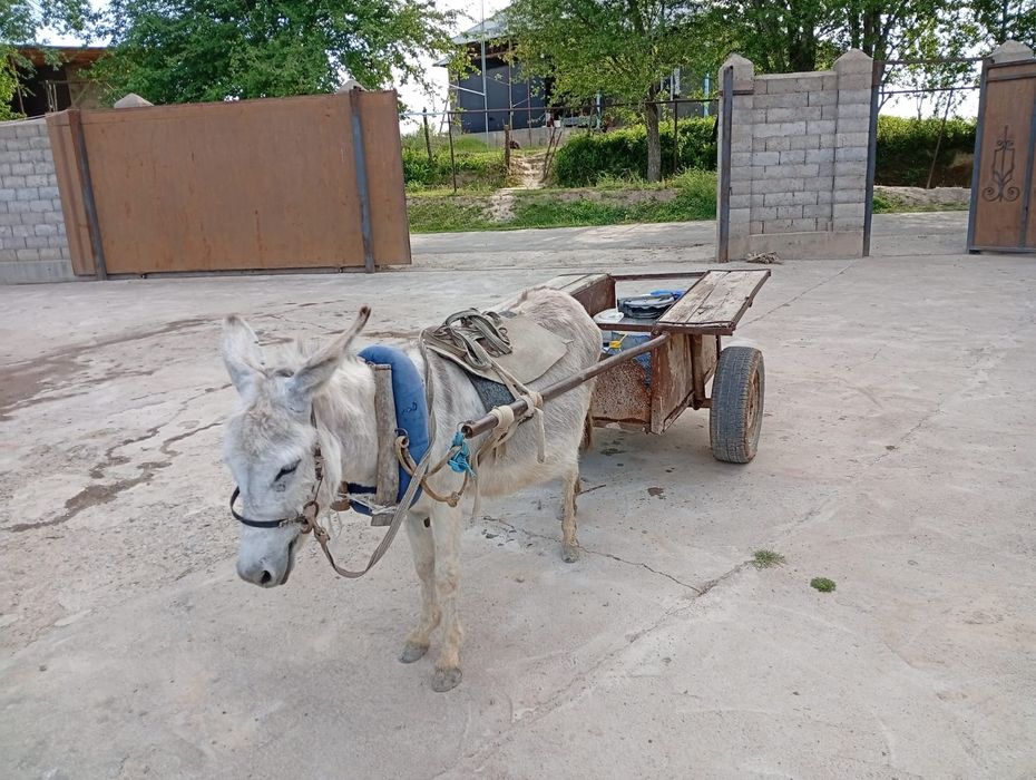 Есек арба сатылды.