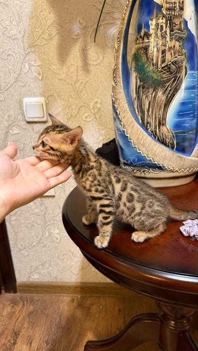 Бенгальский котенок