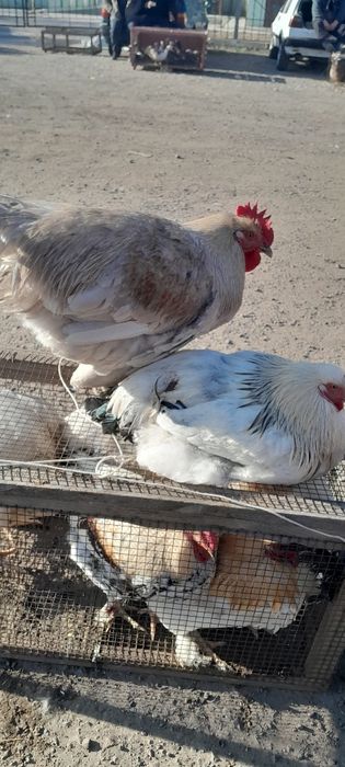 Продам молодых Петухов