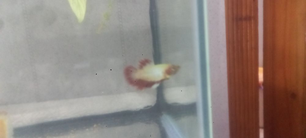 Аквариумные рыбки