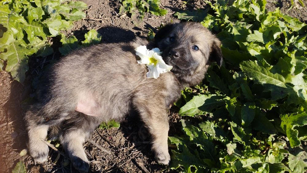 Отдаем в добрые руки кутят . Три замечательные девочки .