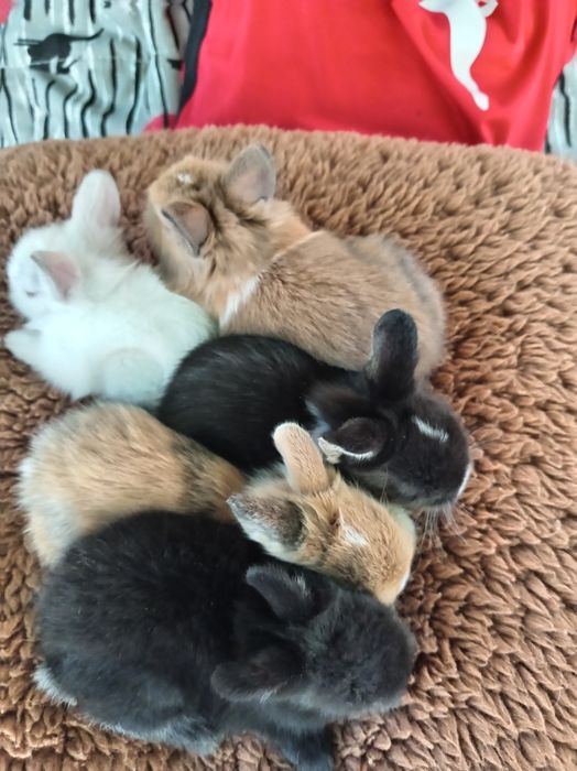 Iepuri cap de leu pitic