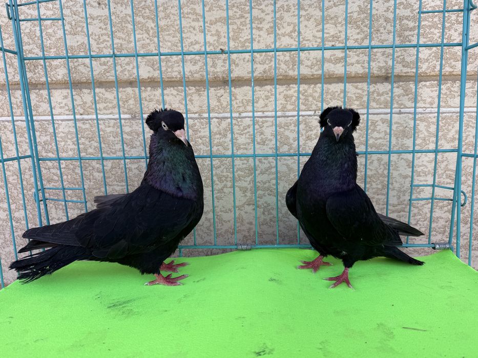 Голуби разных мастей