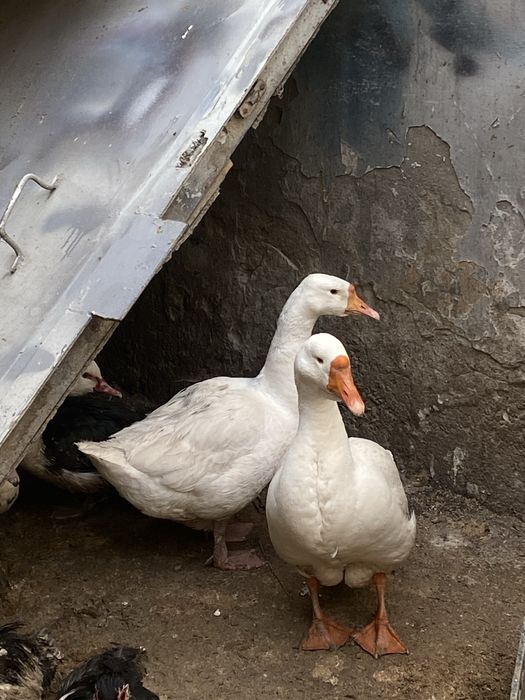 Утки и гуси молодые