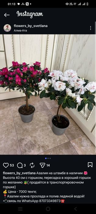 Азалия на штамбе